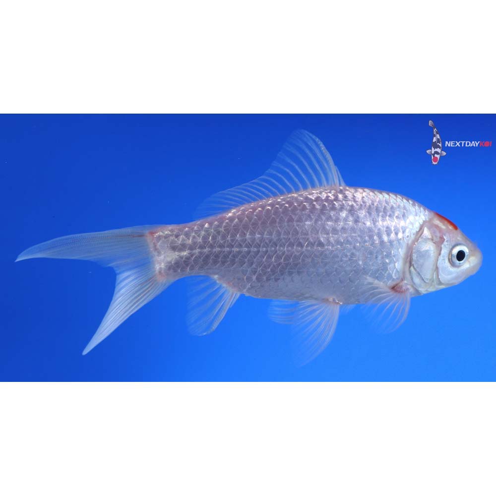 5.5” Imported Tancho Sarasa Comet