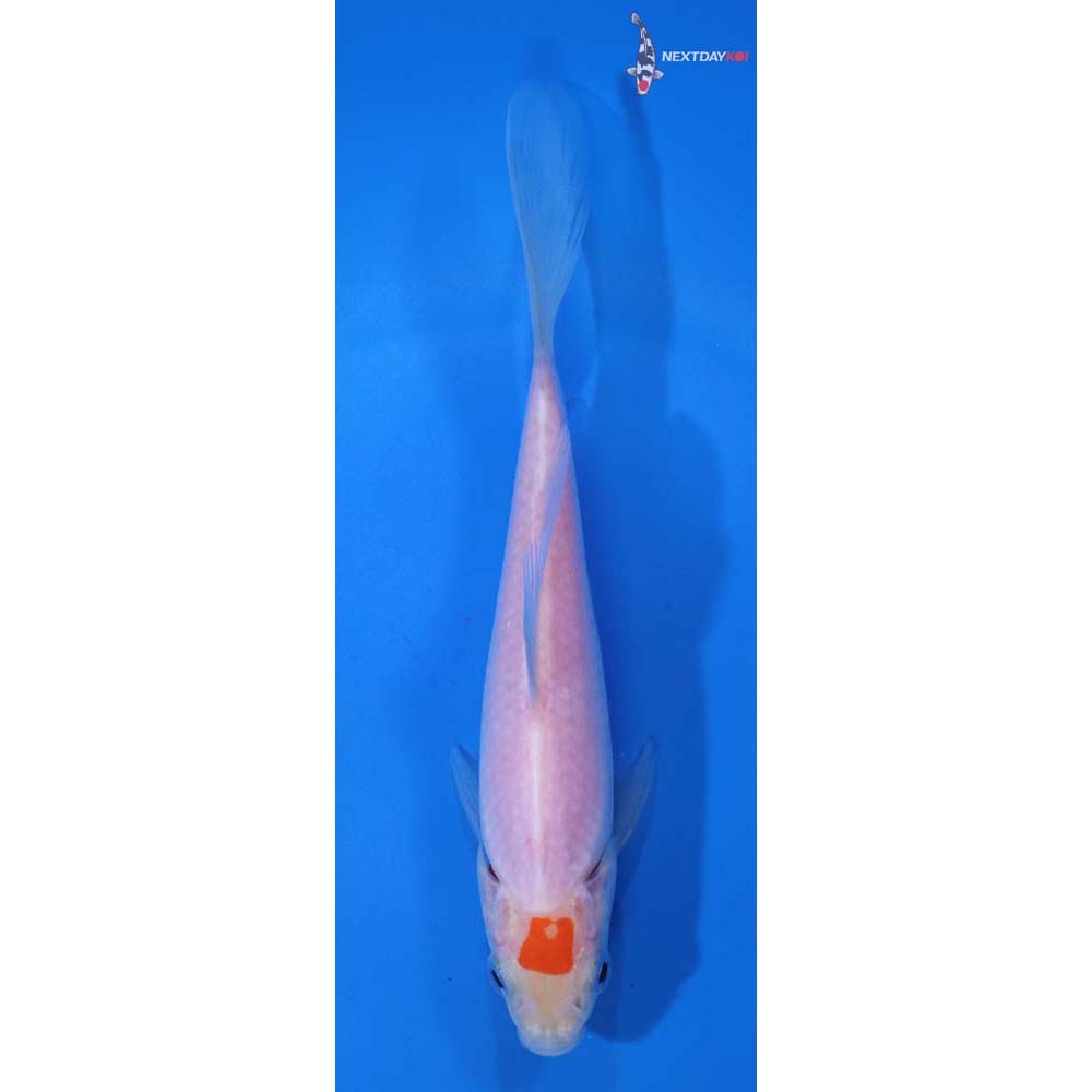 5.5” Imported Tancho Sarasa Comet