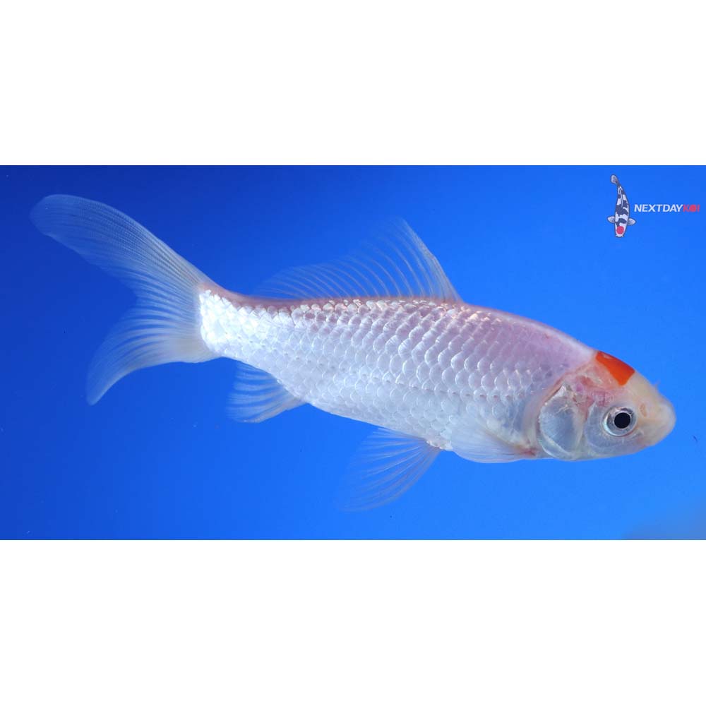 5.5” Imported Tancho Sarasa Comet