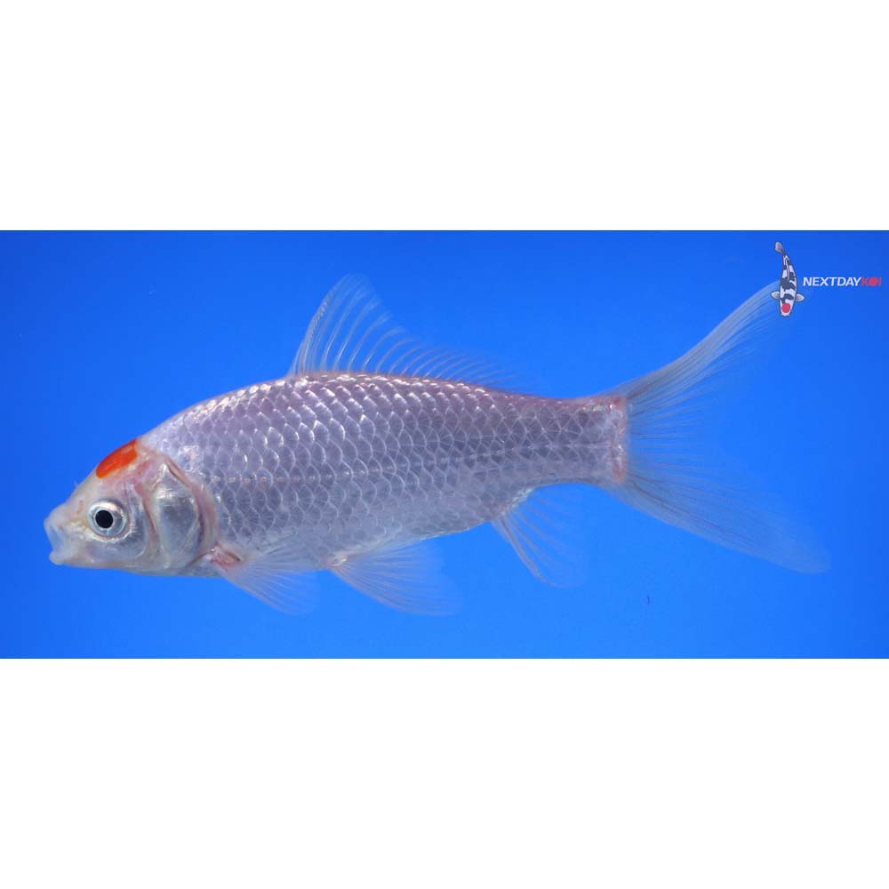 5.5” Imported Tancho Sarasa Comet