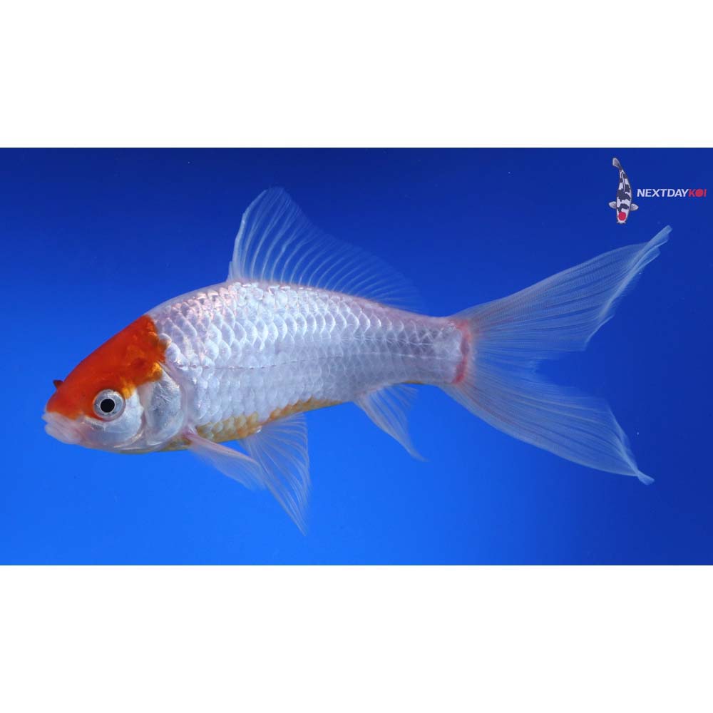 6” Imported Tancho Sarasa Comet