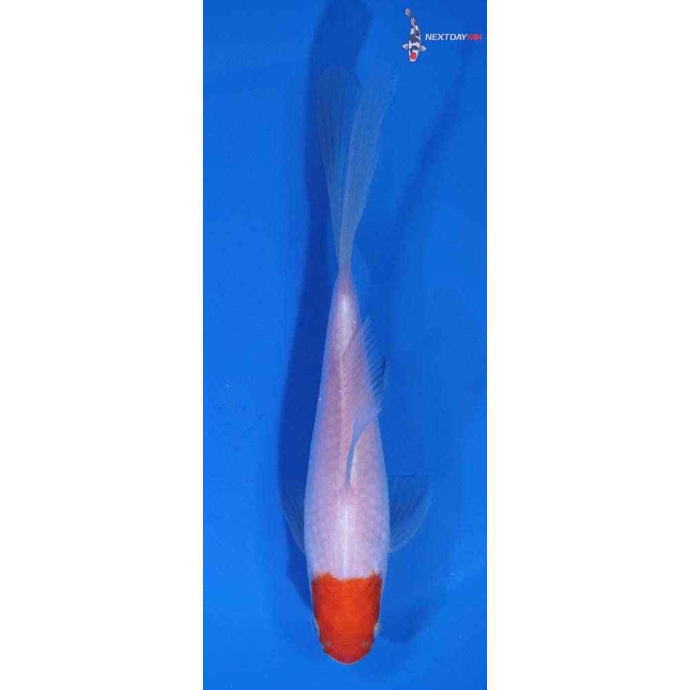 6” Imported Tancho Sarasa Comet