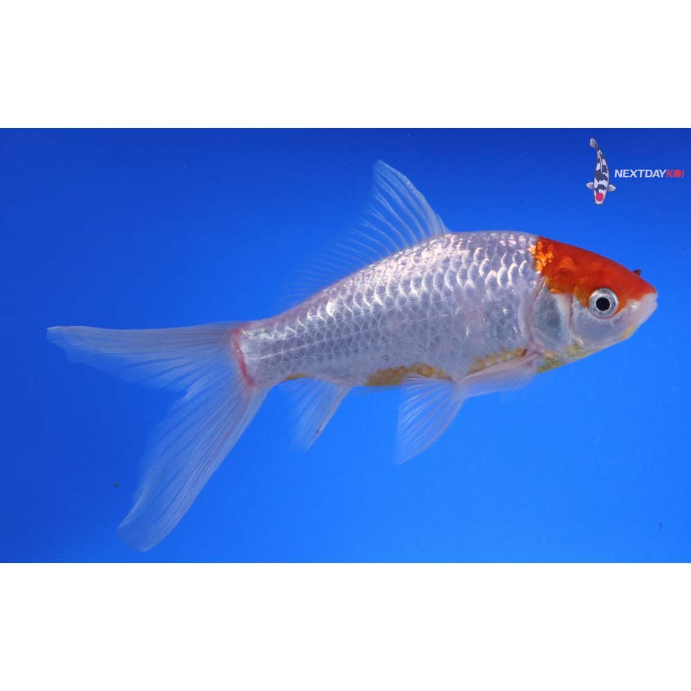 6” Imported Tancho Sarasa Comet