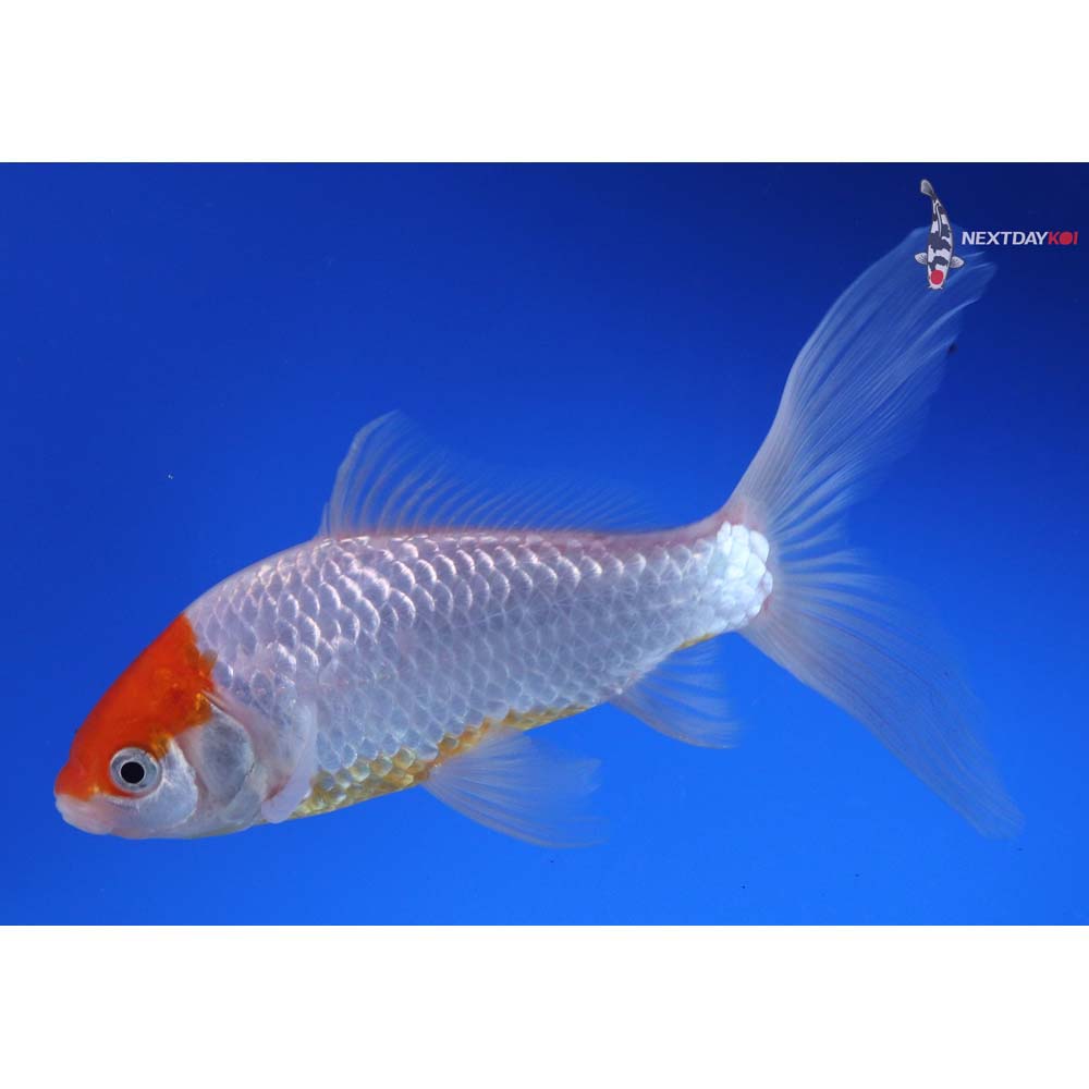 6” Imported Tancho Sarasa Comet