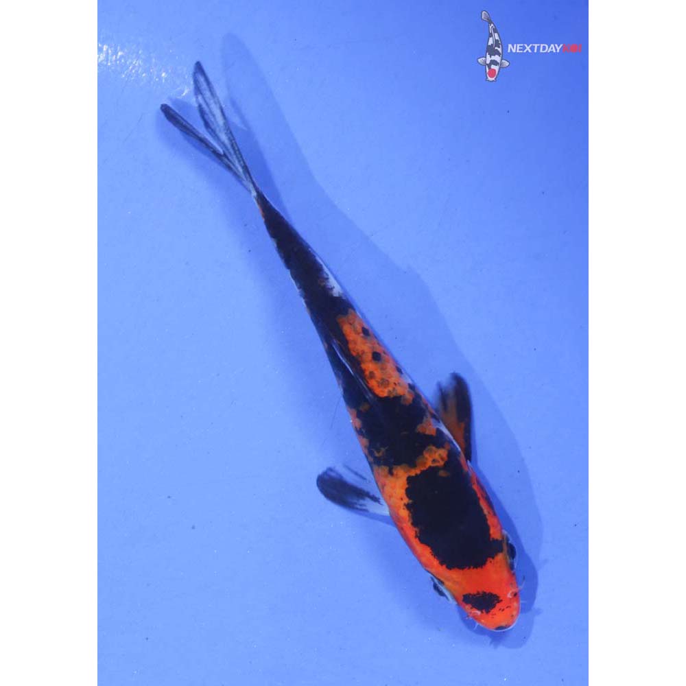3.5” Imported Sanke