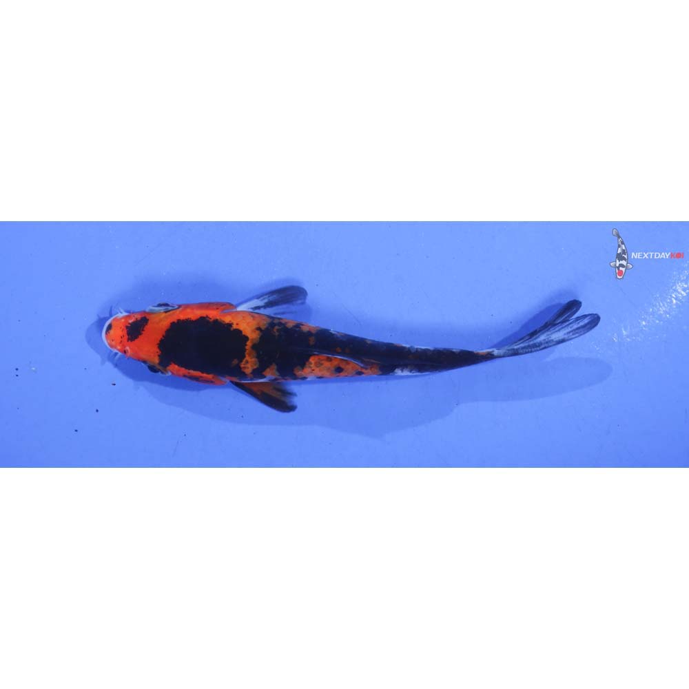 3.5” Imported Sanke