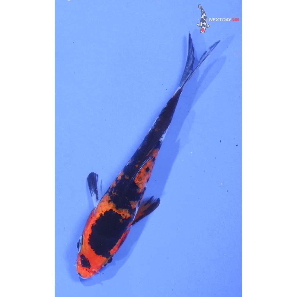 3.5” Imported Sanke