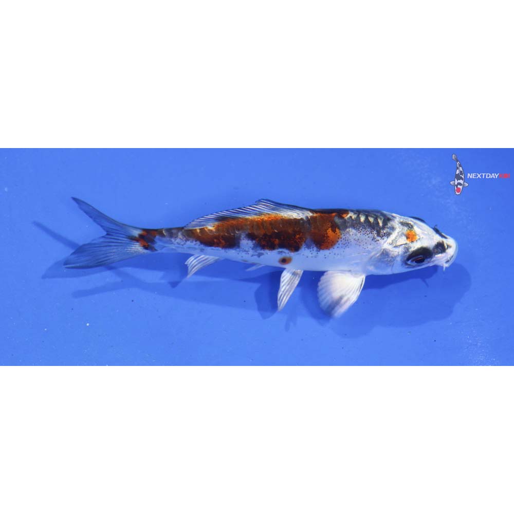 3.5” Imported Kin Kikokuryu