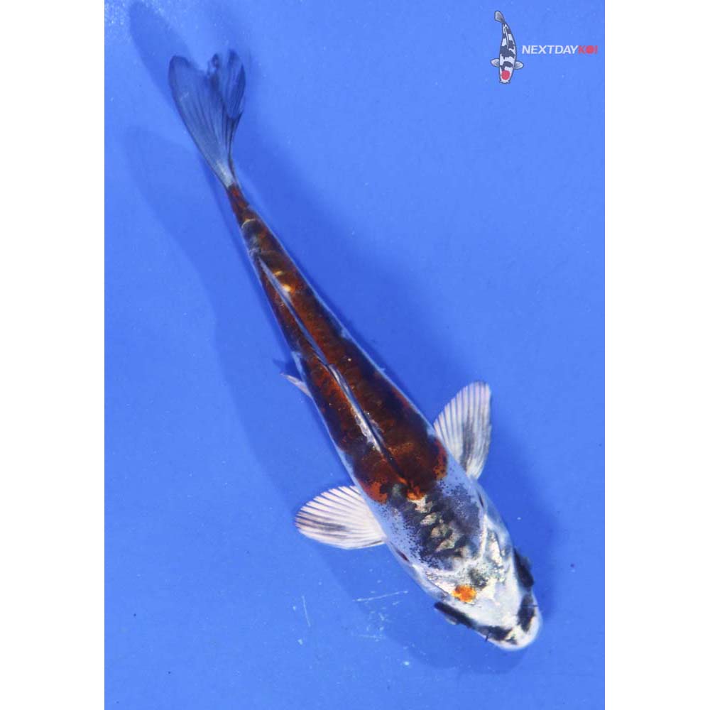 3.5” Imported Kin Kikokuryu