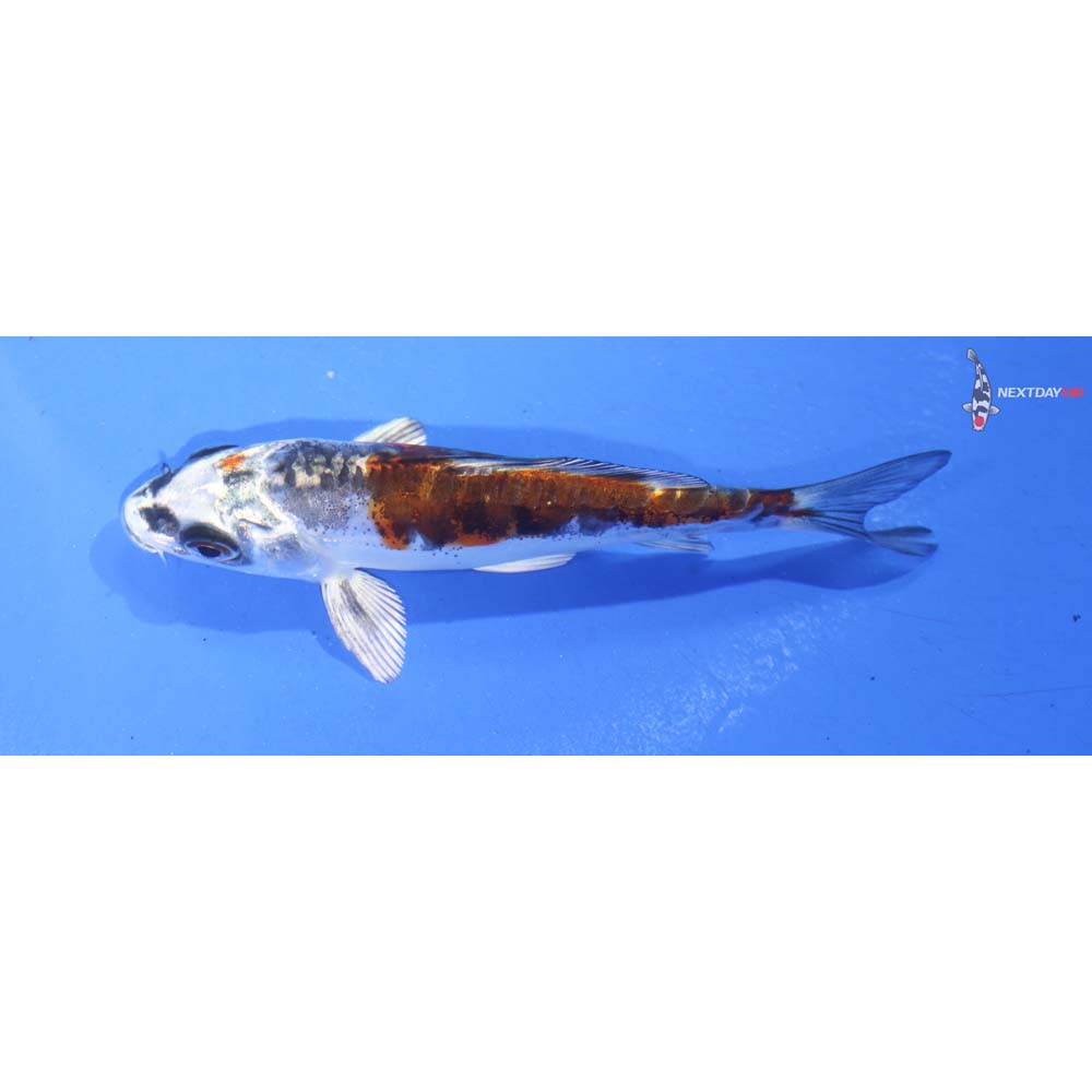 3.5” Imported Kin Kikokuryu