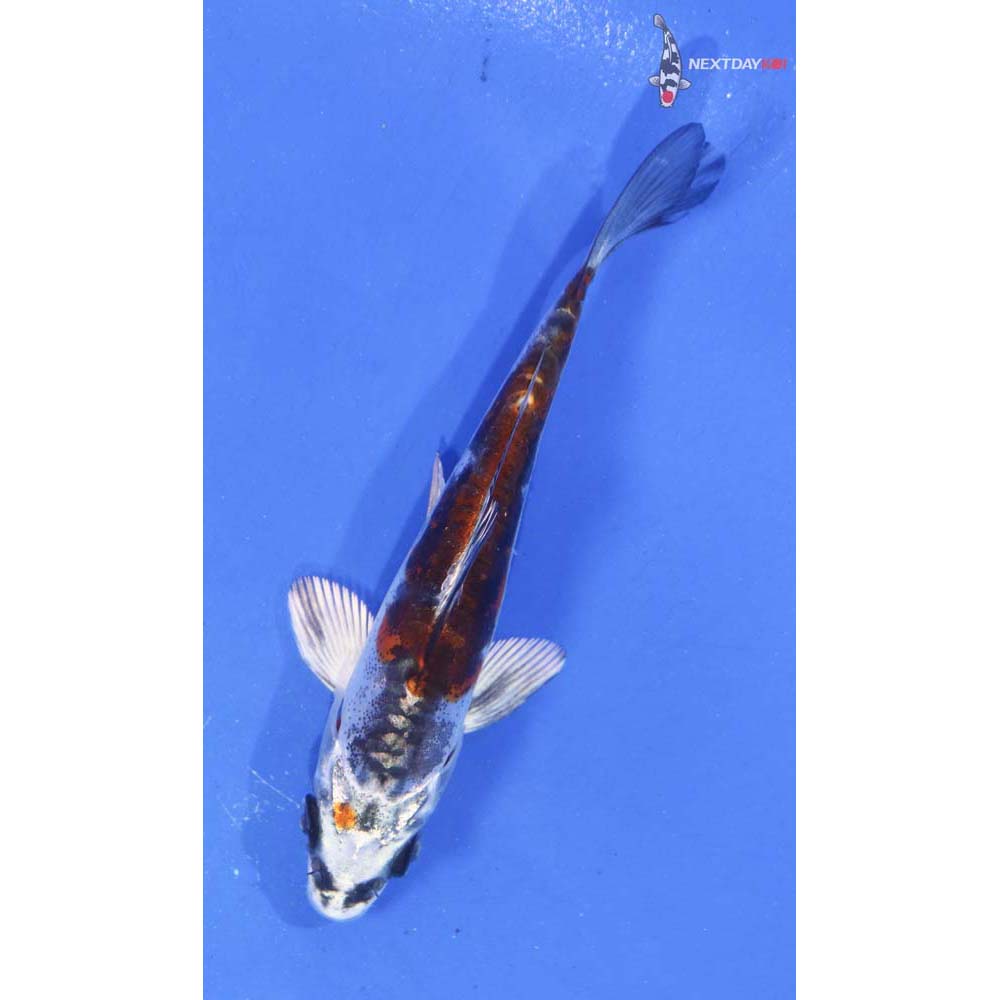 3.5” Imported Kin Kikokuryu