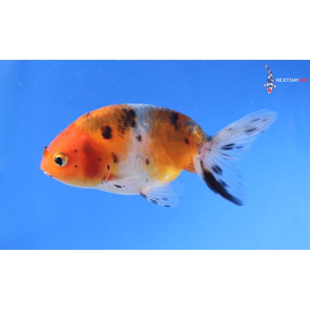 3.5” Imported Calico Ranchu