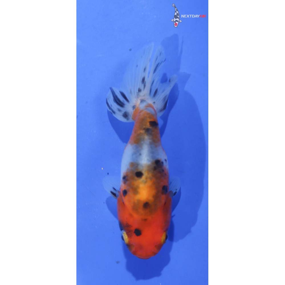 3.5” Imported Calico Ranchu