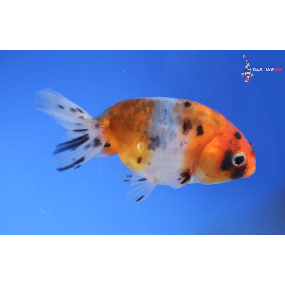 3.5” Imported Calico Ranchu