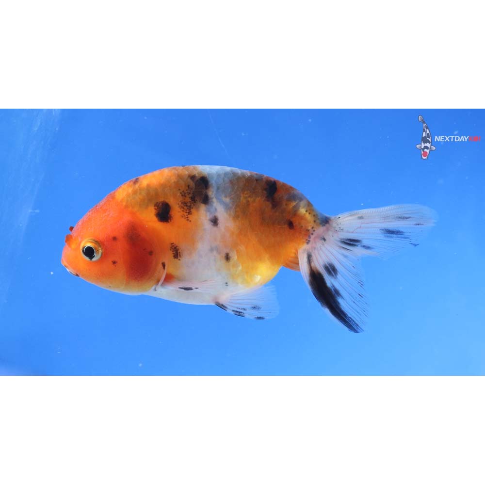 3.5” Imported Calico Ranchu