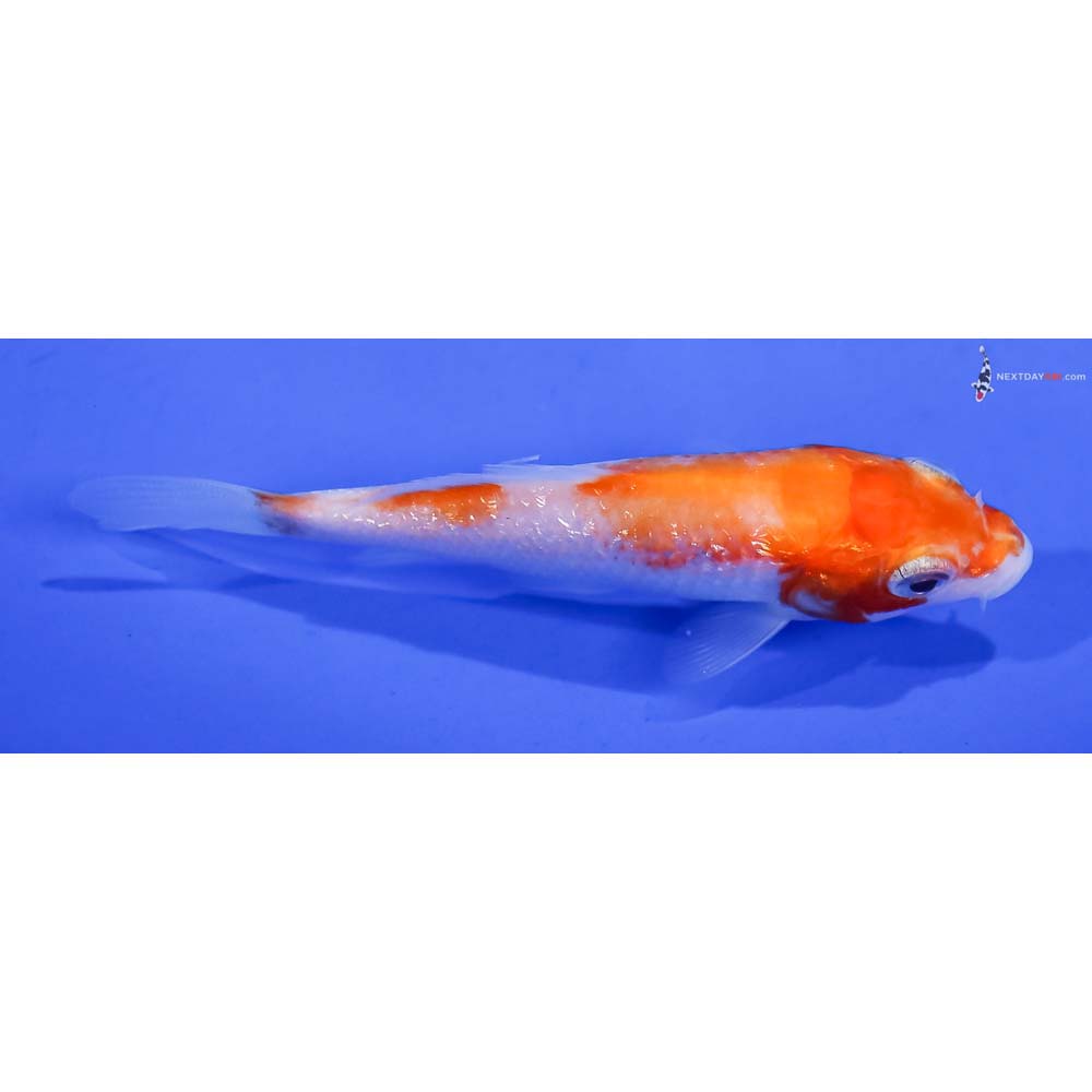 3” Imported Gin Rin Kohaku