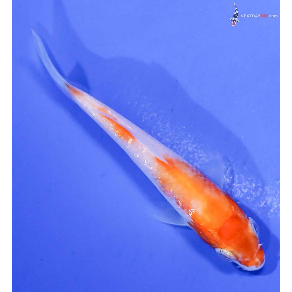 3” Imported Gin Rin Kohaku