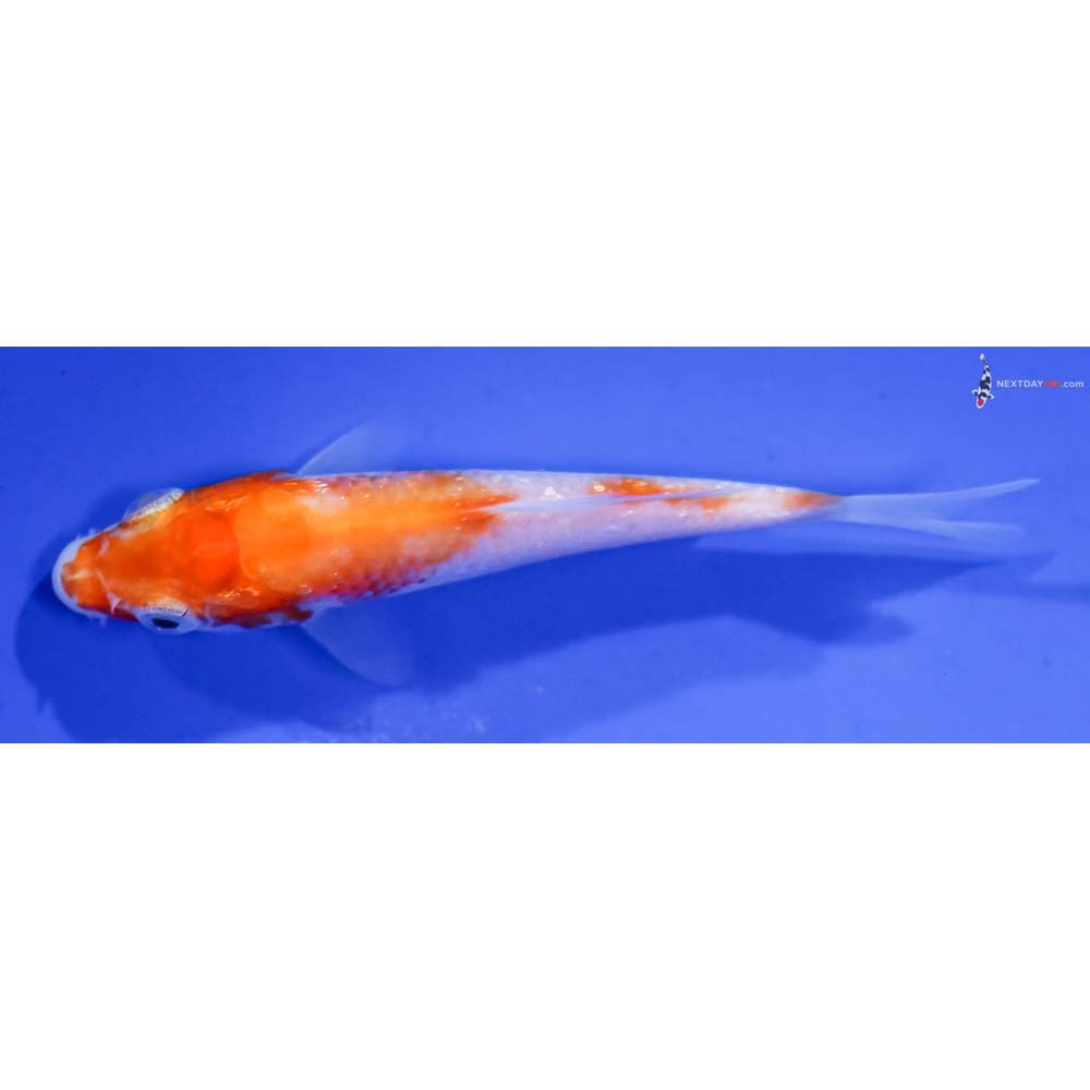 3” Imported Gin Rin Kohaku