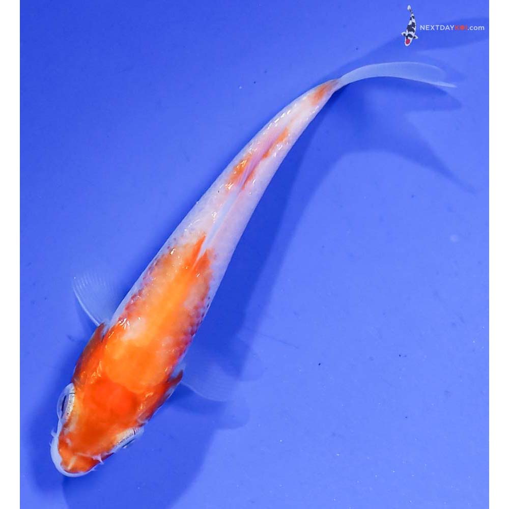 3” Imported Gin Rin Kohaku