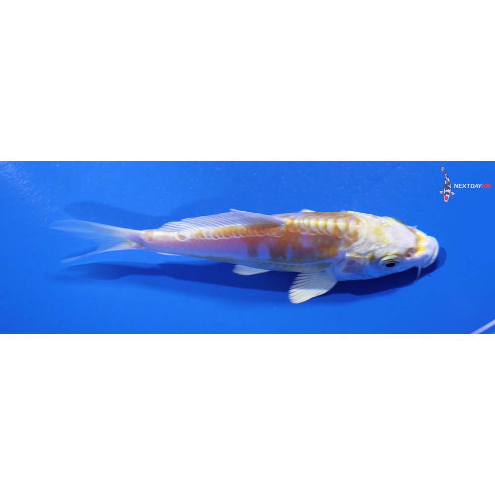 4.5” Imported Doitsu Lemon Hariwake