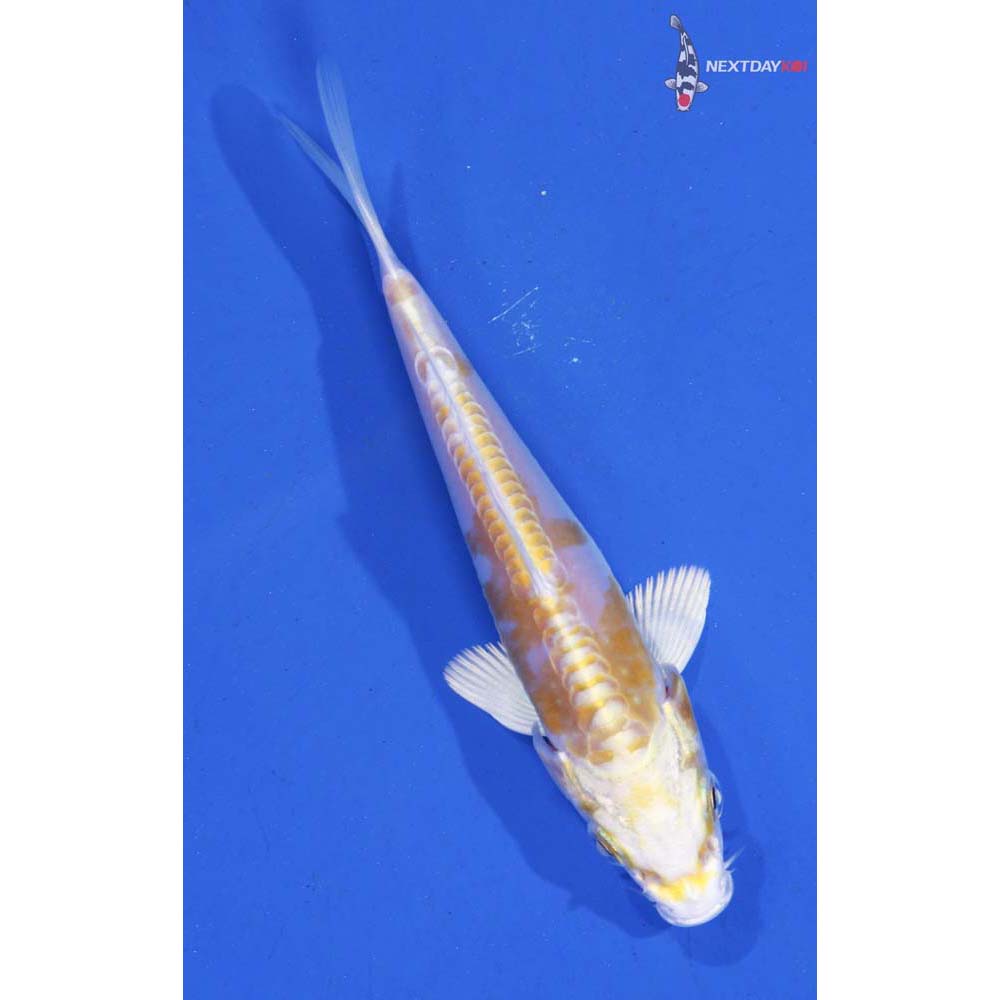 4.5” Imported Doitsu Lemon Hariwake