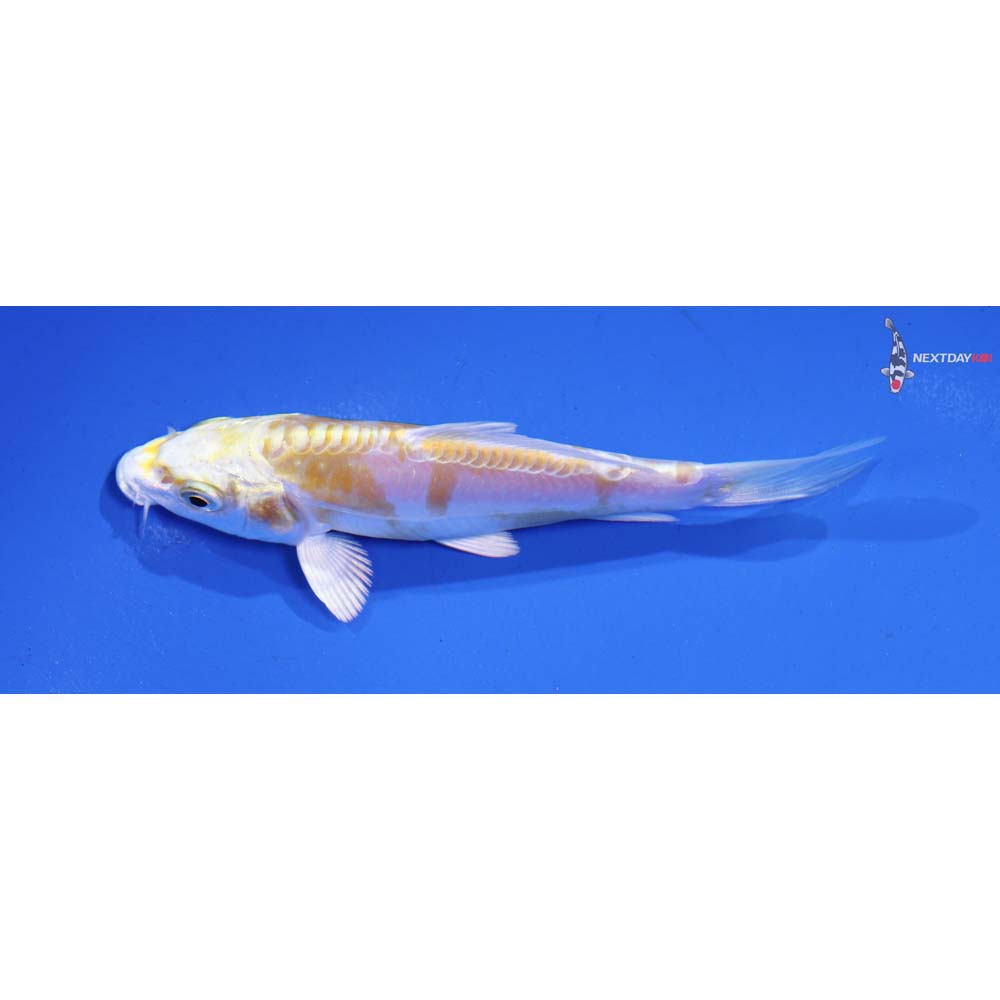 4.5” Imported Doitsu Lemon Hariwake