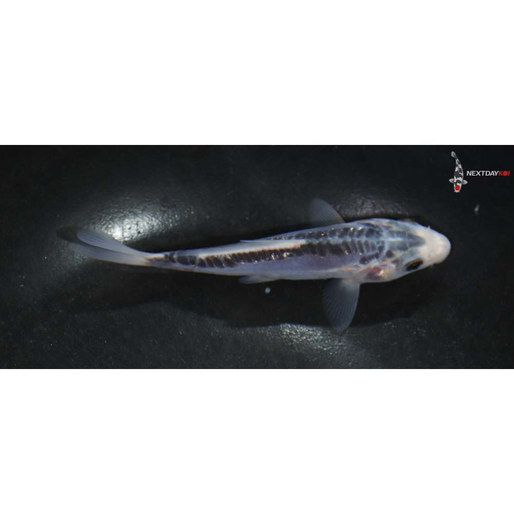 4” Imported Shusui