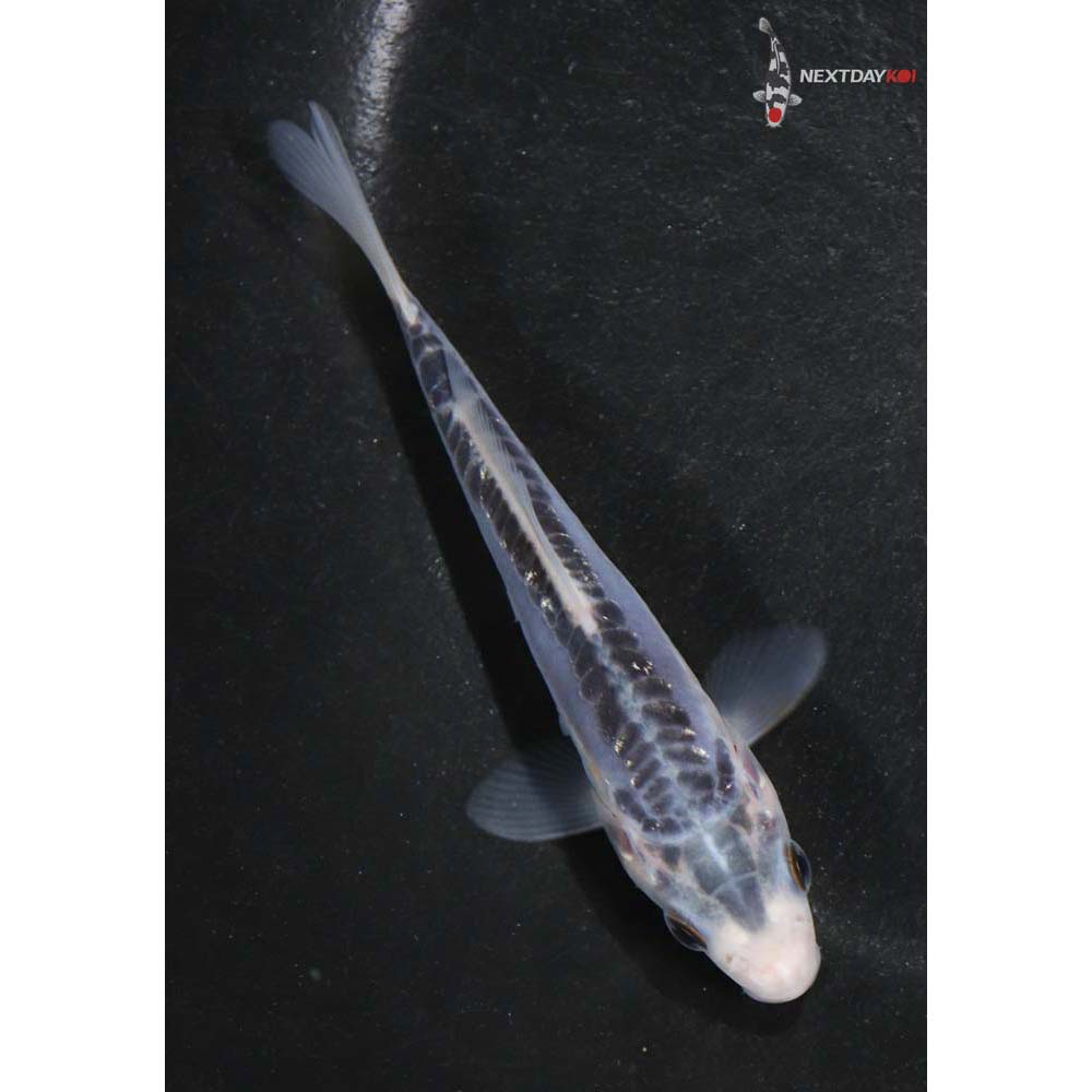 4” Imported Shusui