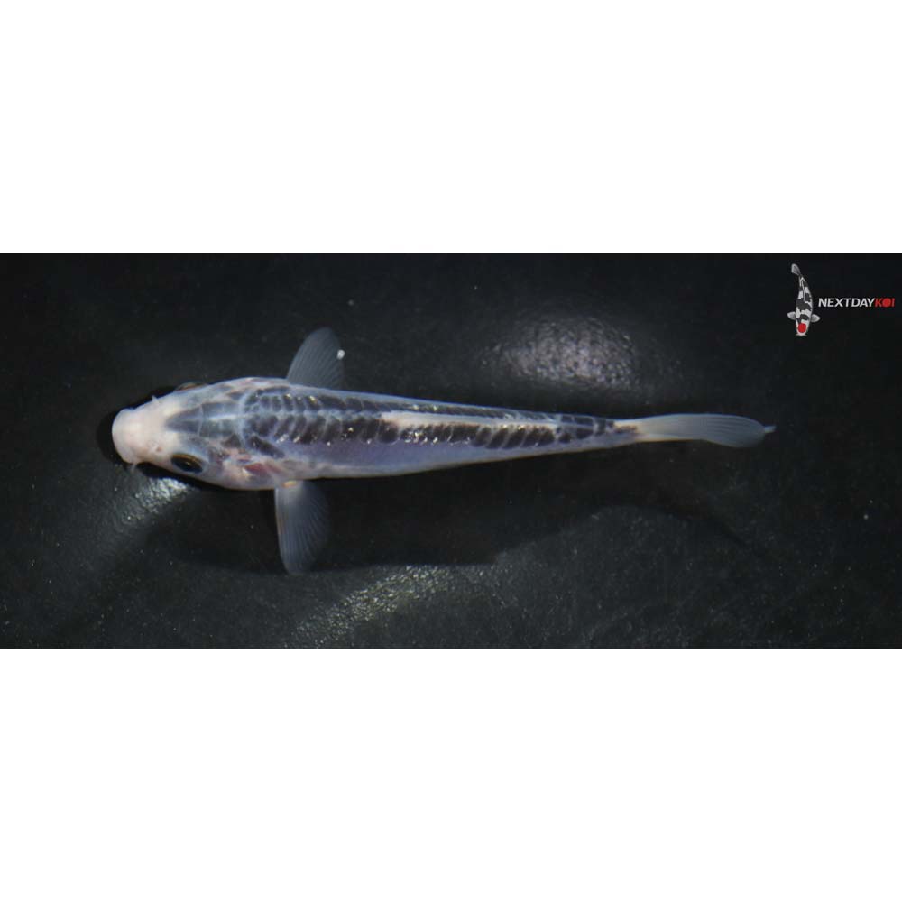 4” Imported Shusui