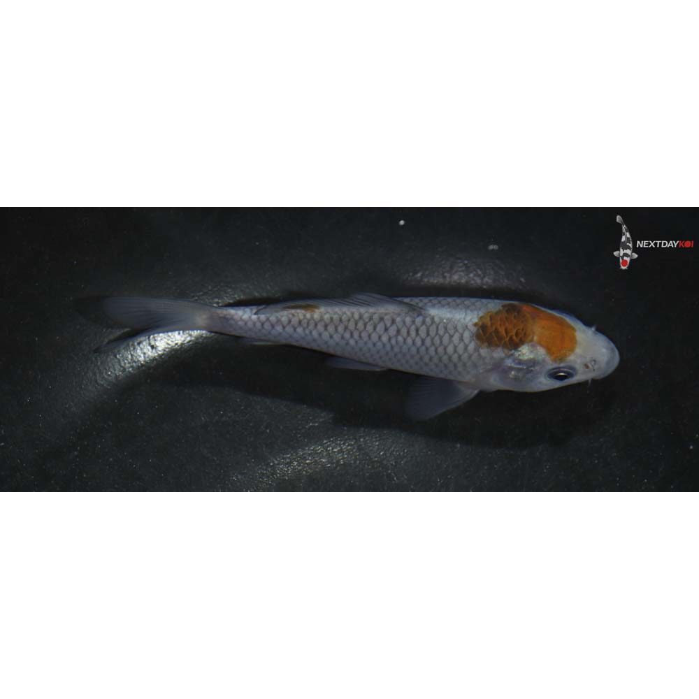 4” Imported Ochiba Shigure