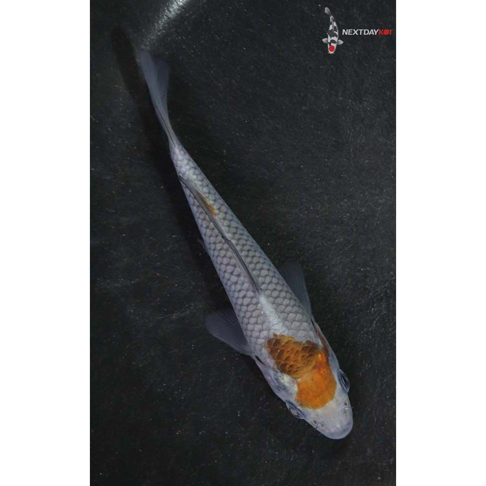 4” Imported Ochiba Shigure