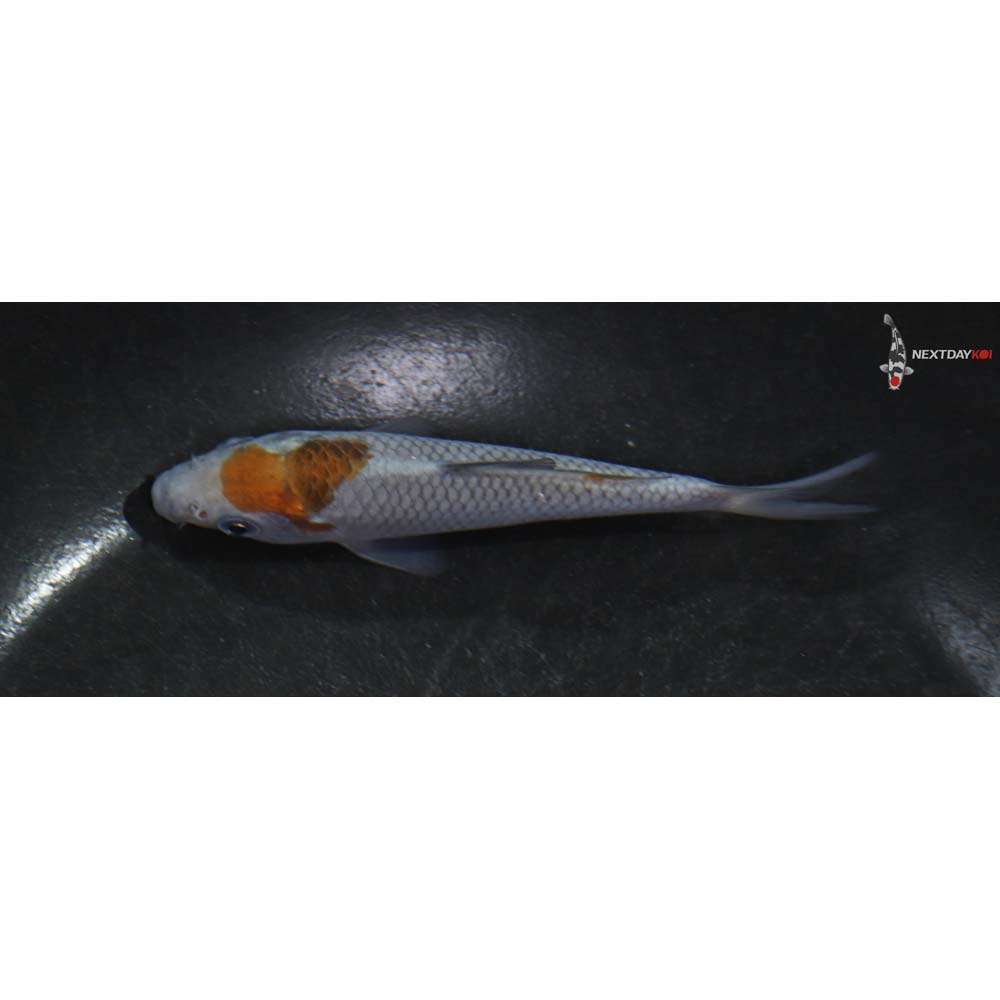 4” Imported Ochiba Shigure