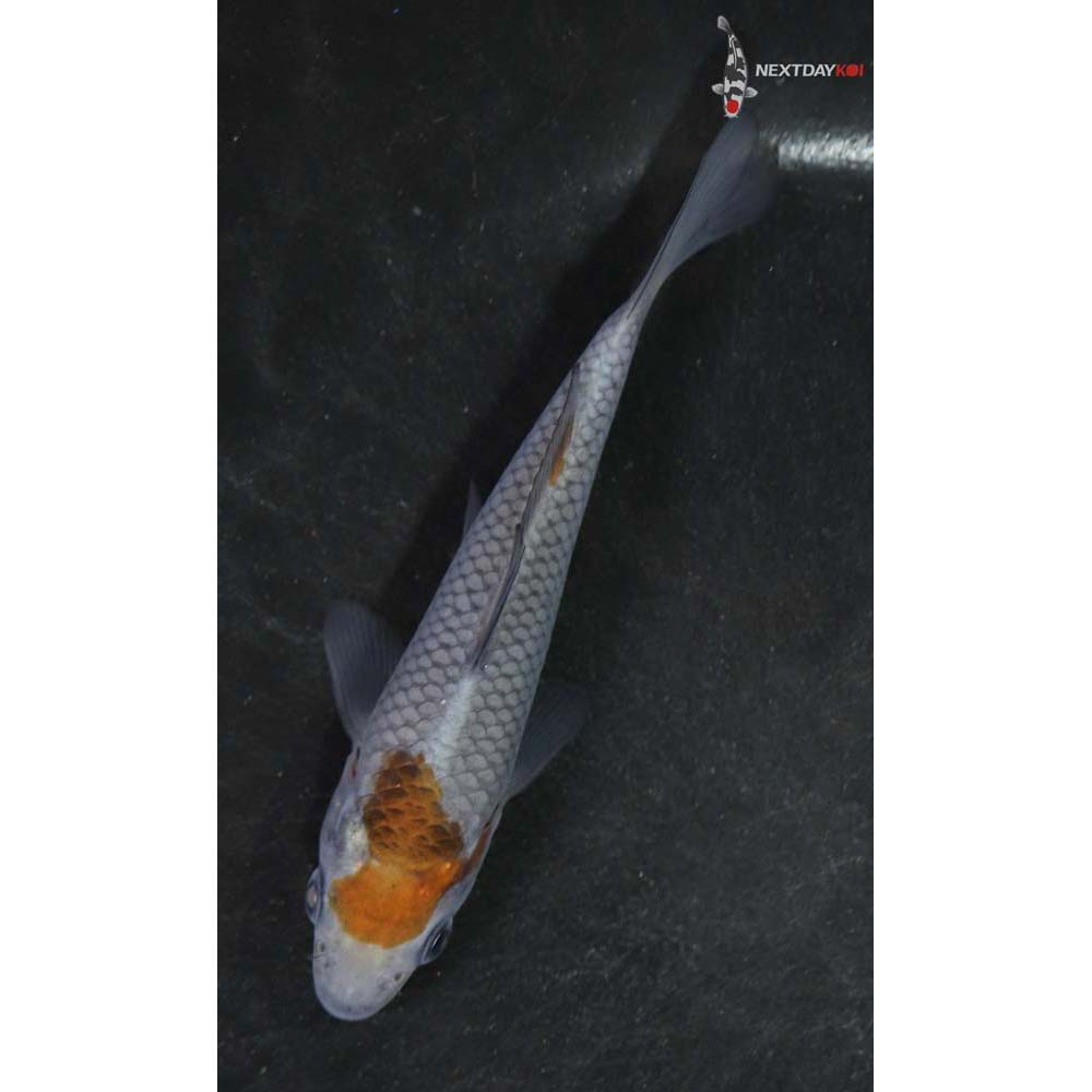 4” Imported Ochiba Shigure