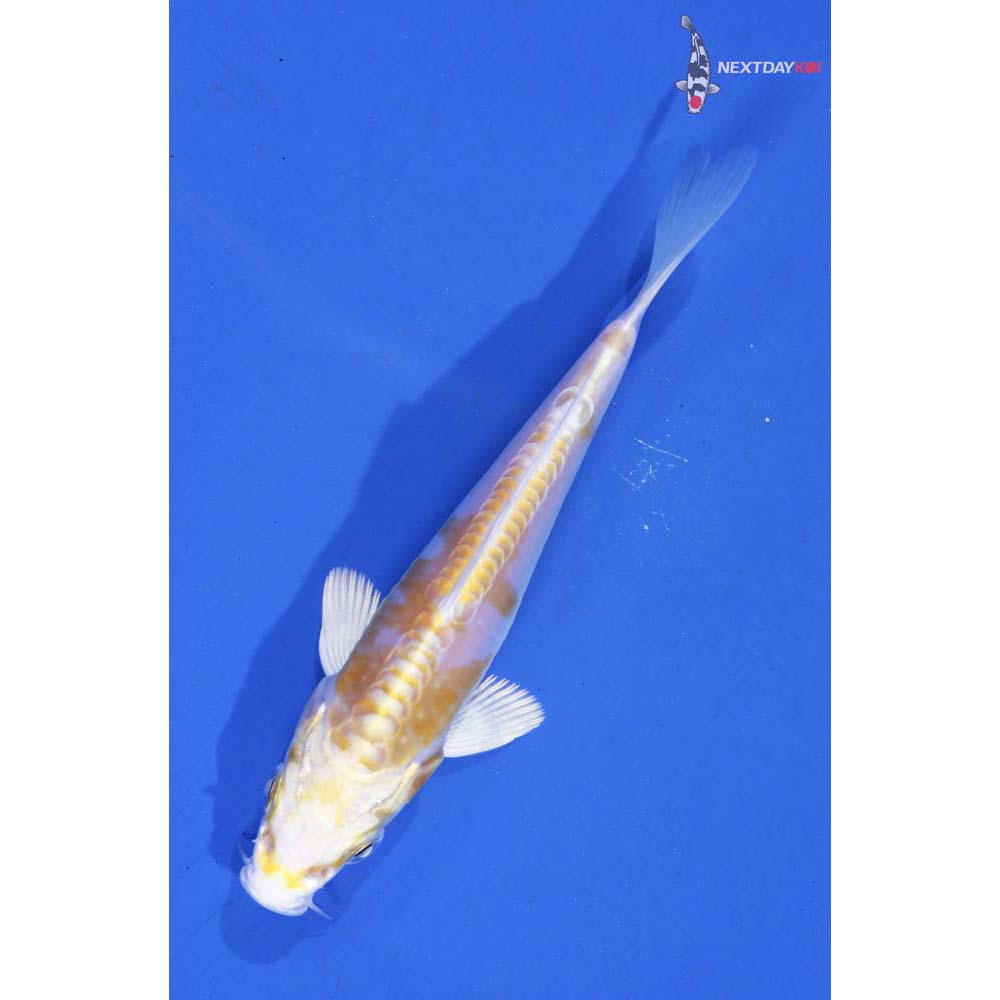 4.5” Imported Doitsu Lemon Hariwake