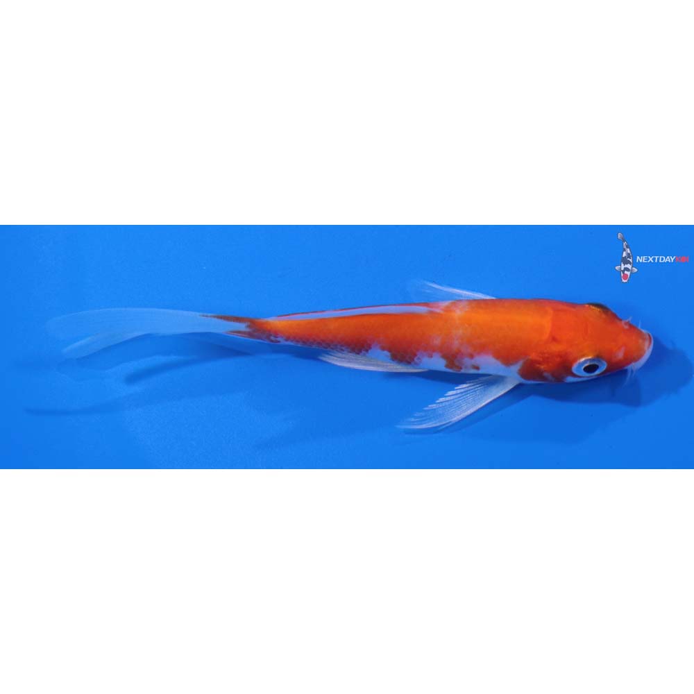 4” Imported Hariwake Butterfly Koi