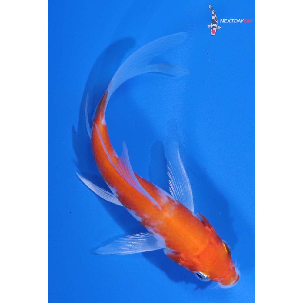4” Imported Hariwake Butterfly Koi