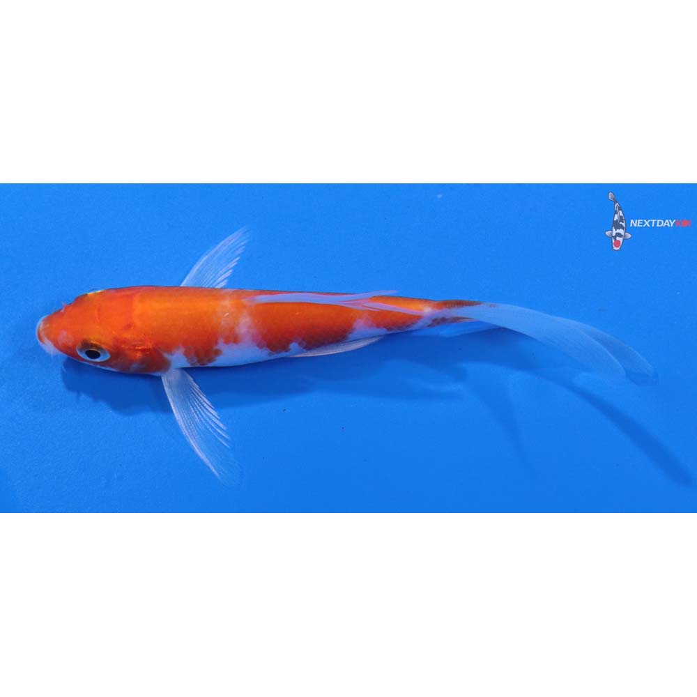 4” Imported Hariwake Butterfly Koi