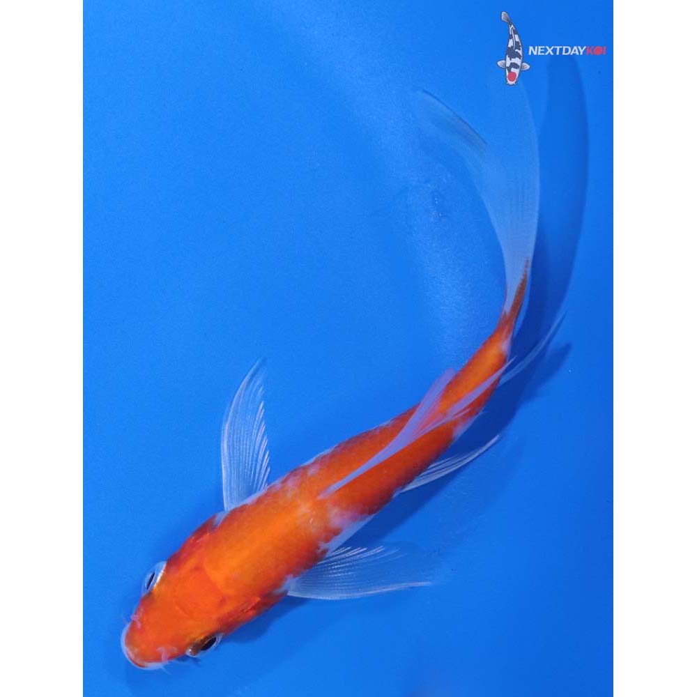 4” Imported Hariwake Butterfly Koi