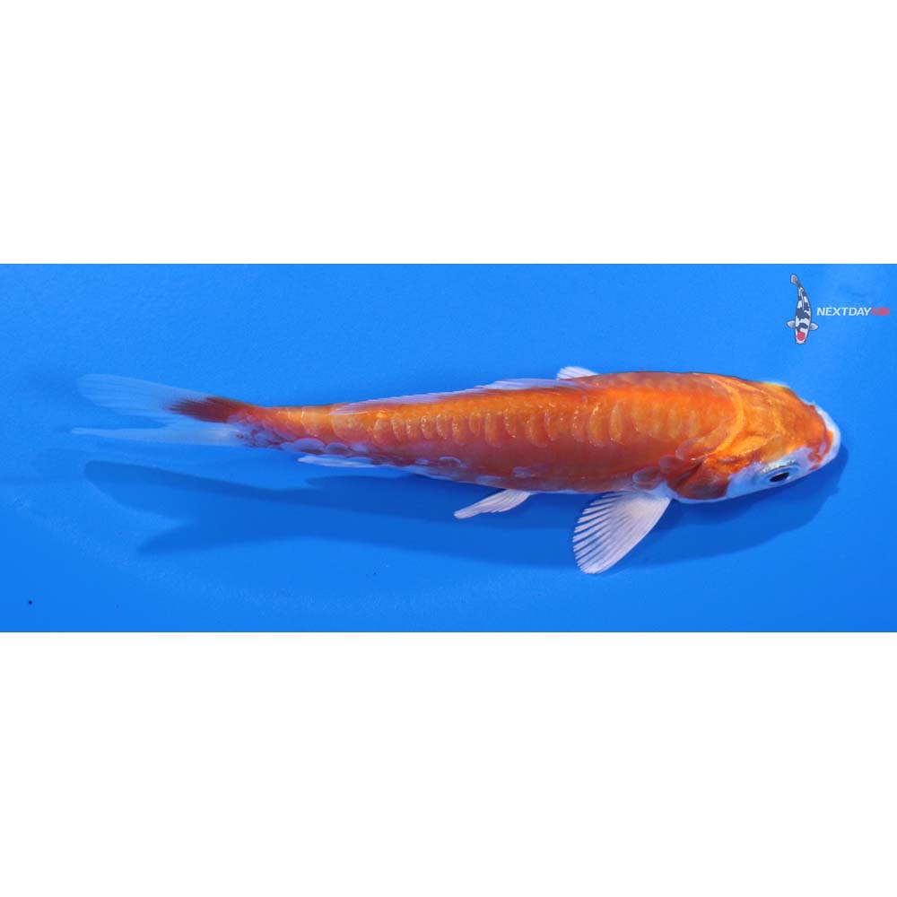 4” Imported Kikusui