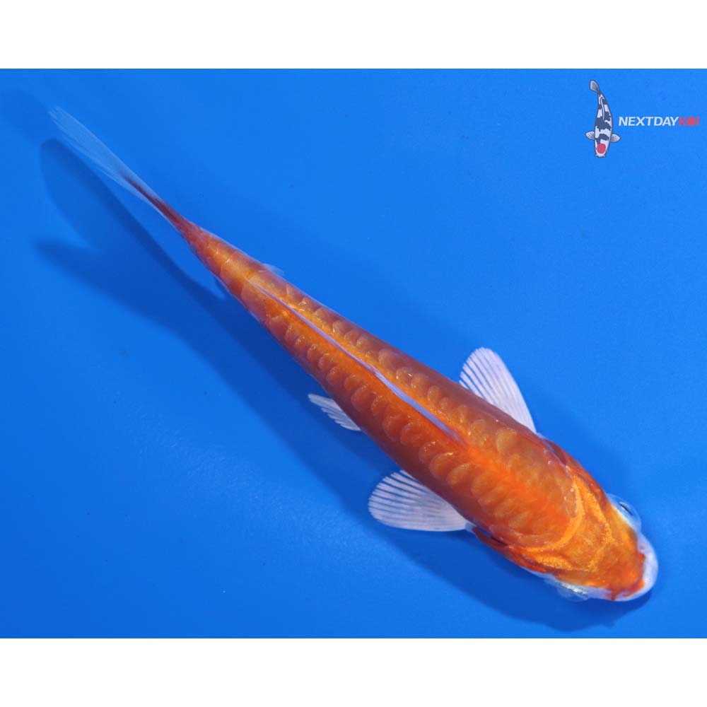 4” Imported Kikusui