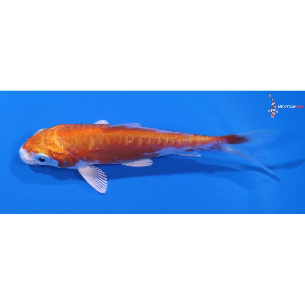 4” Imported Kikusui
