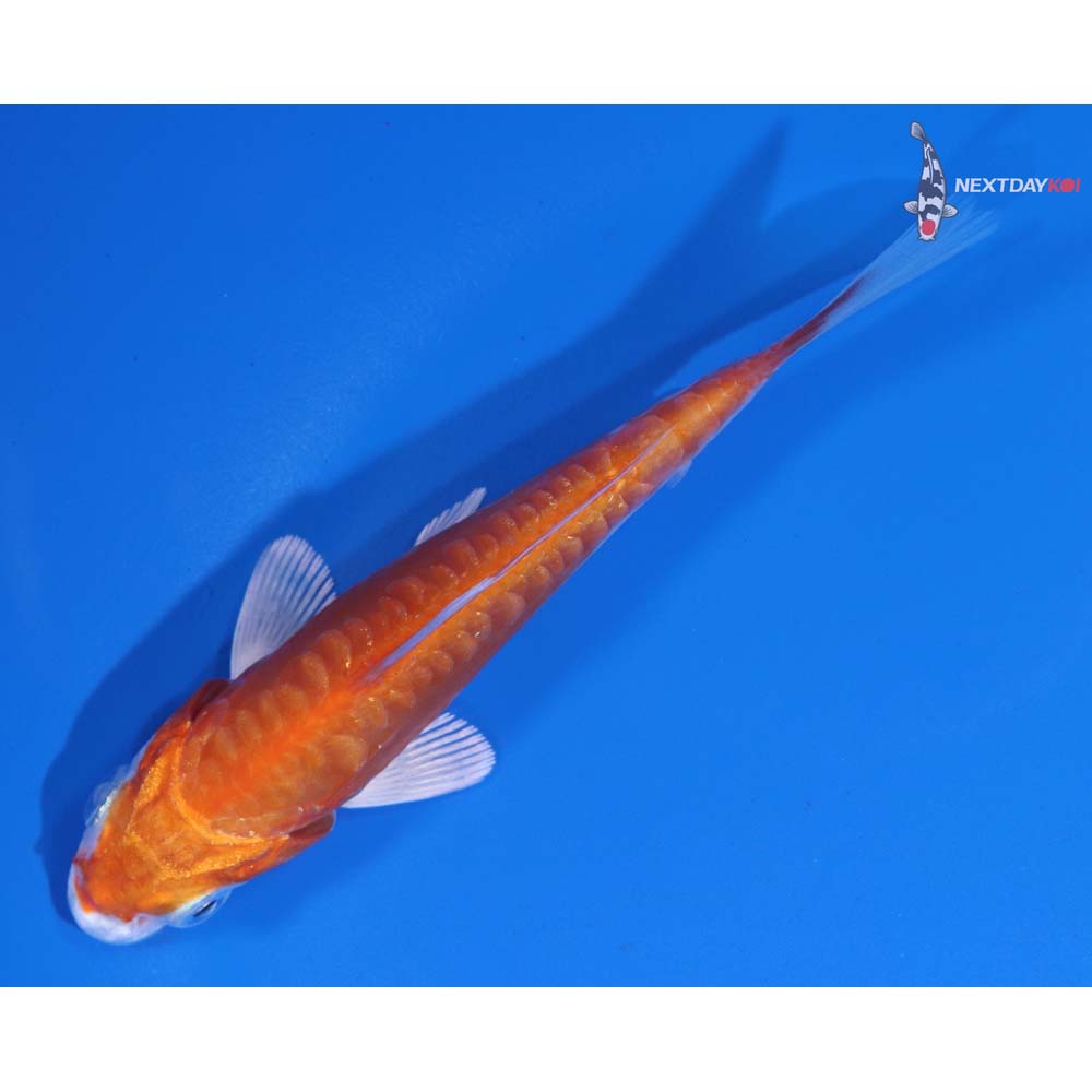 4” Imported Kikusui