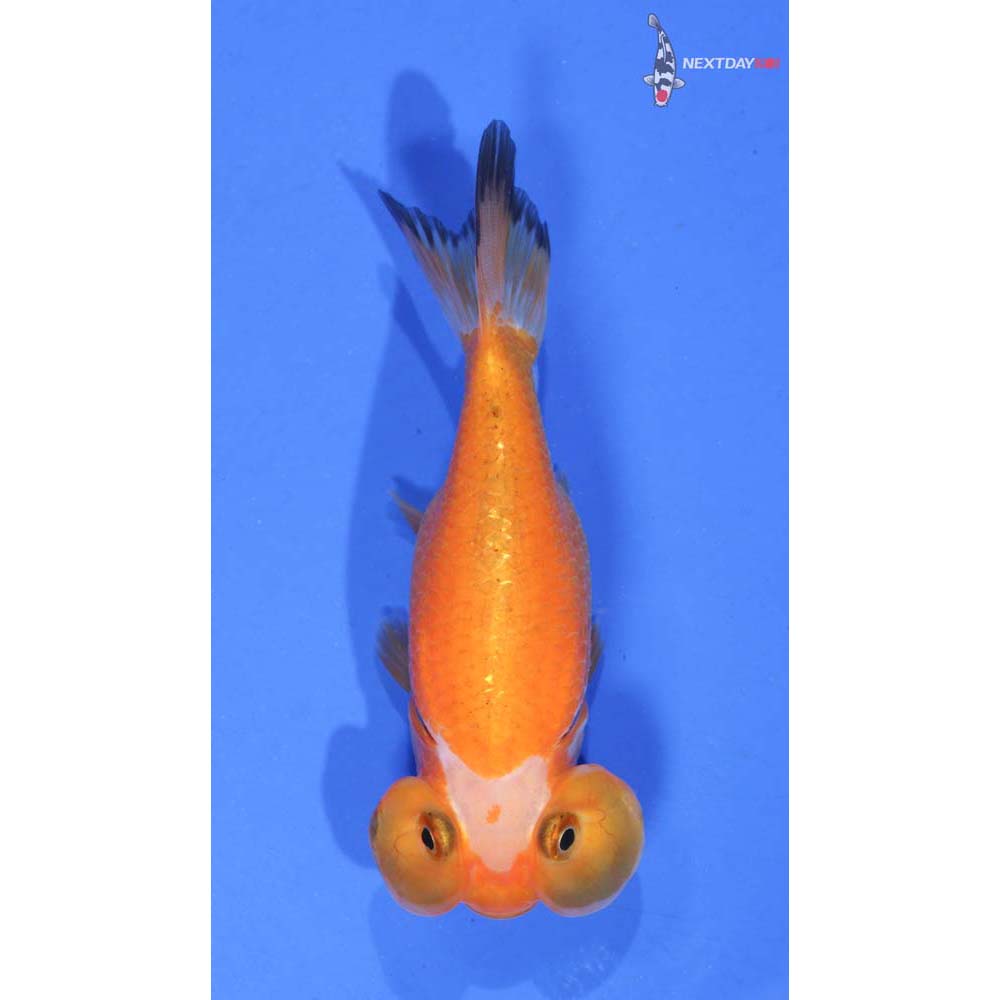 3” Imported Red and White Bubble Eye