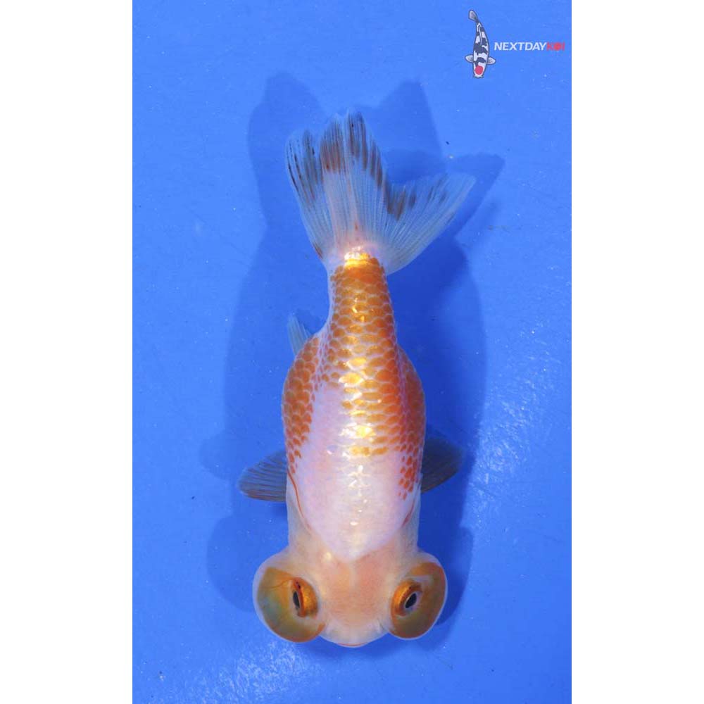 3” Imported Red and White Bubble Eye