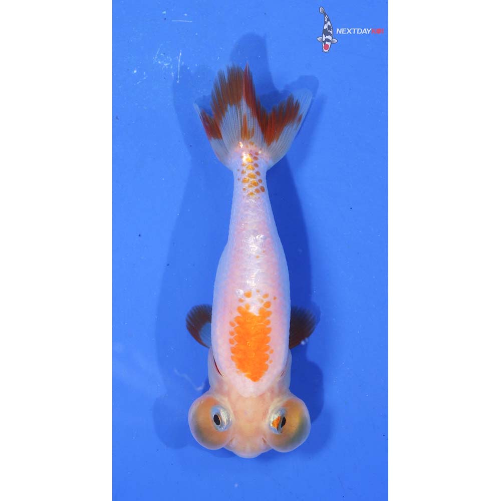 3.5” Imported Red and White Bubble Eye