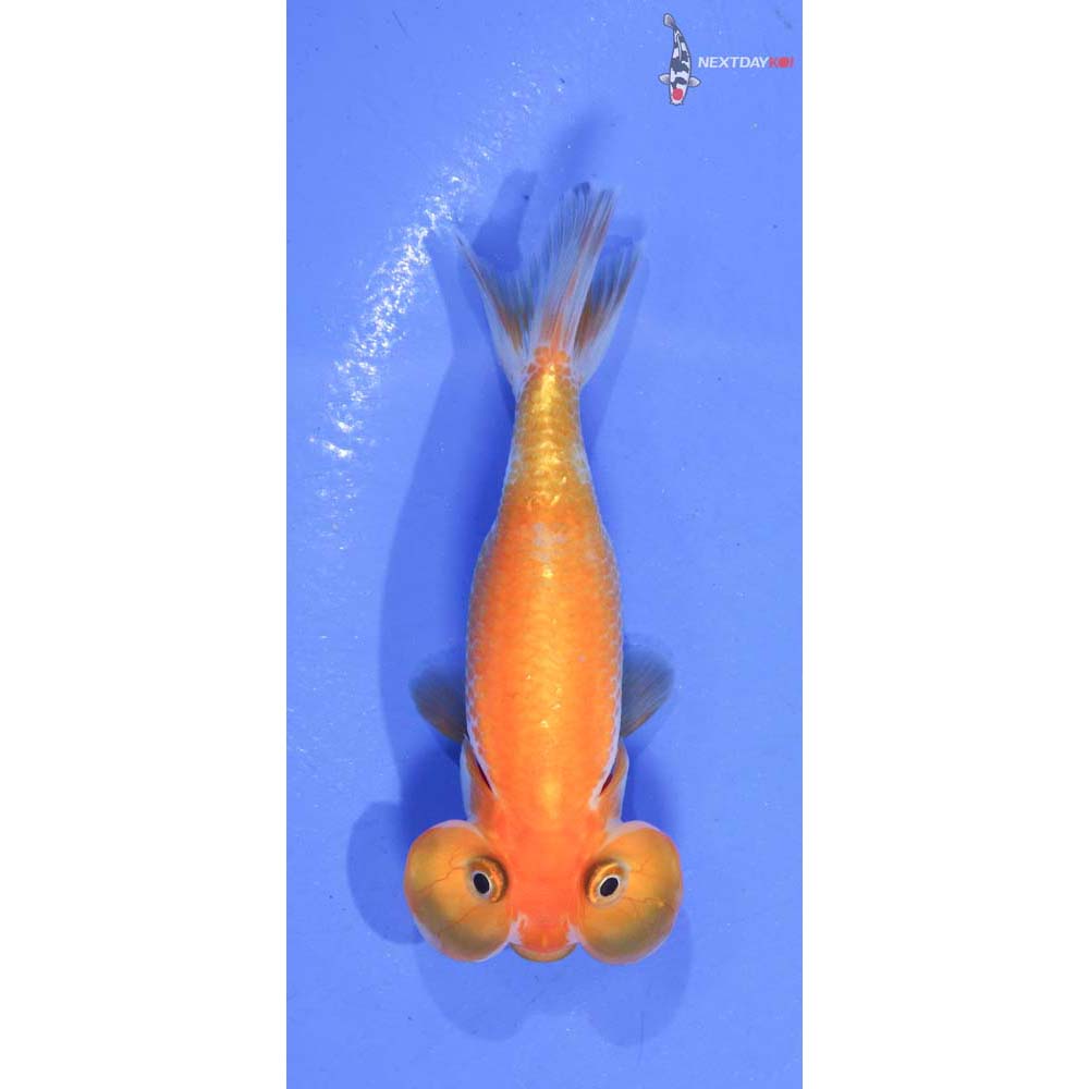 3.5” Imported Red and White Bubble Eye