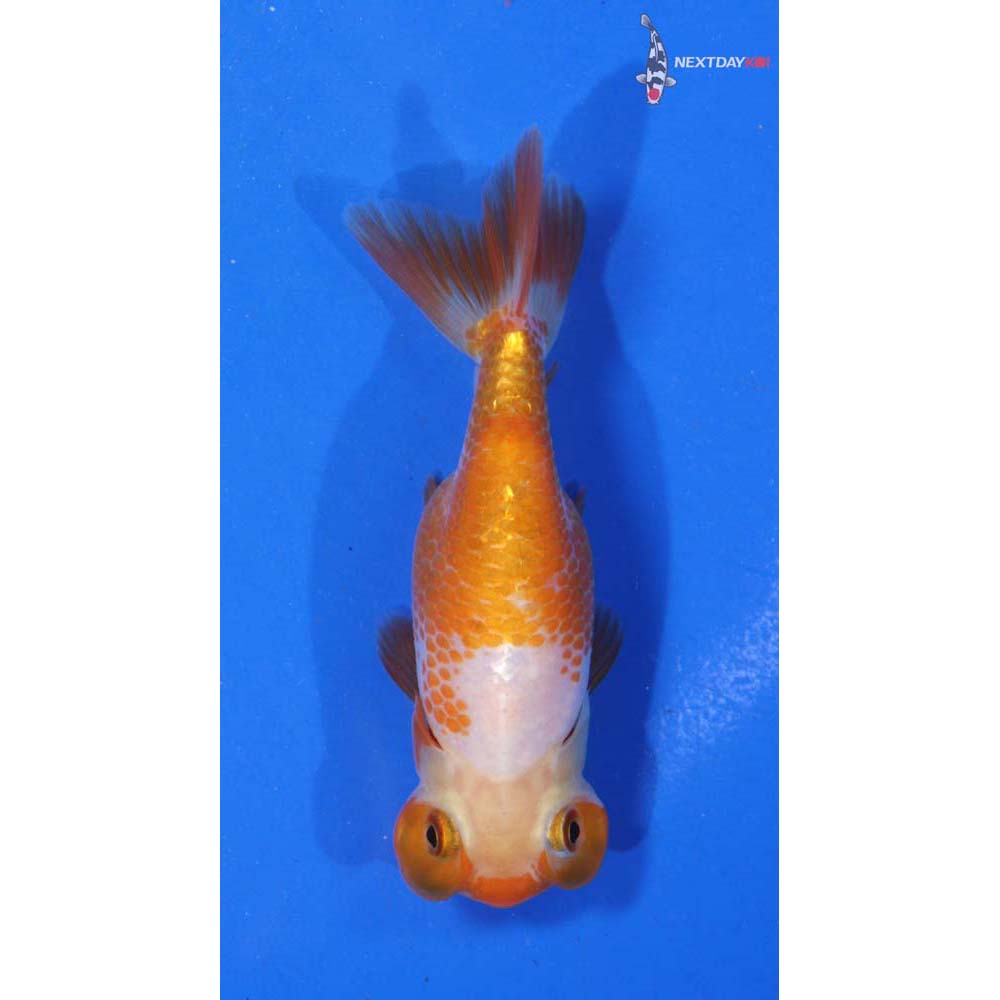 3.5” Imported Red and White Bubble Eye