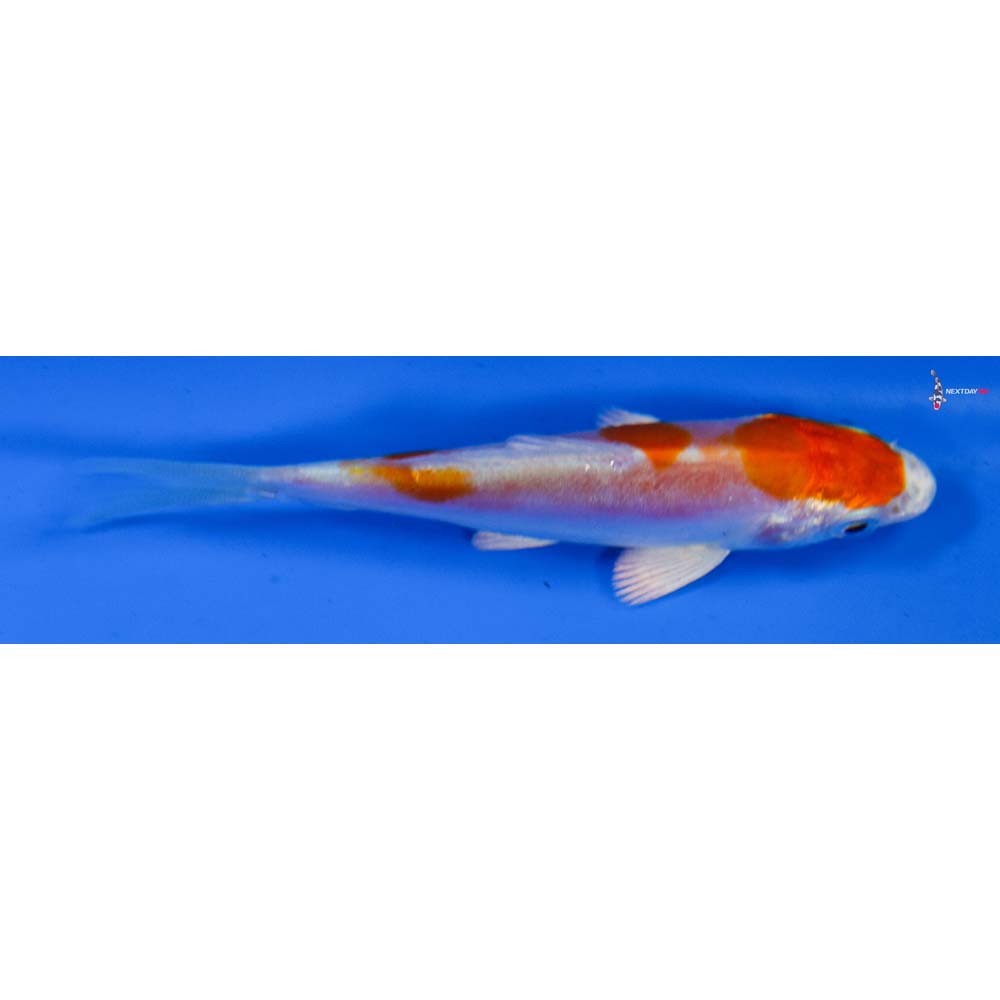 3.5” Imported Kikusui
