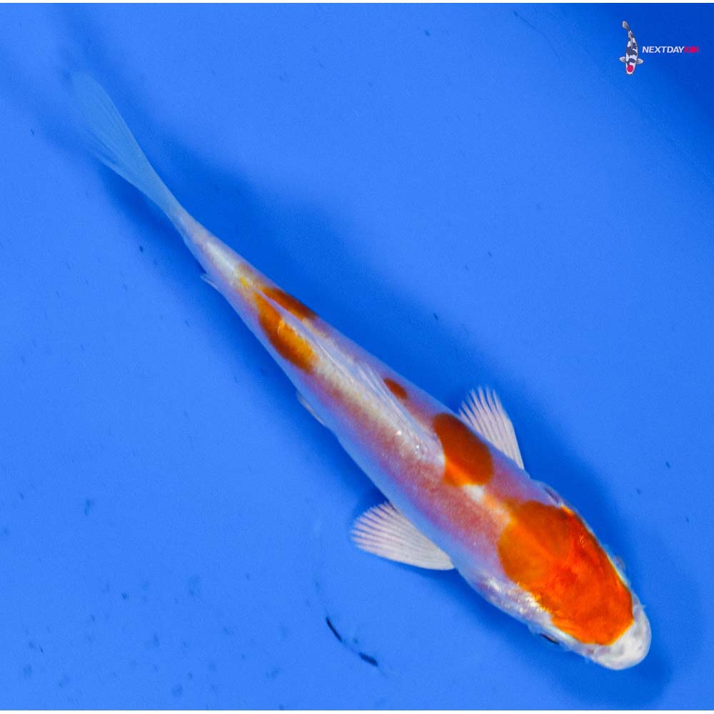 3.5” Imported Kikusui