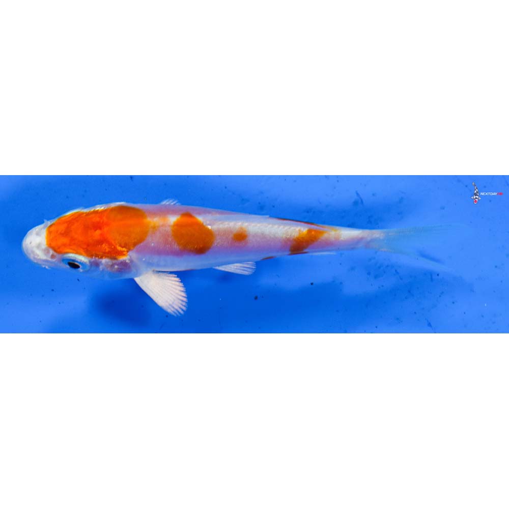 3.5” Imported Kikusui